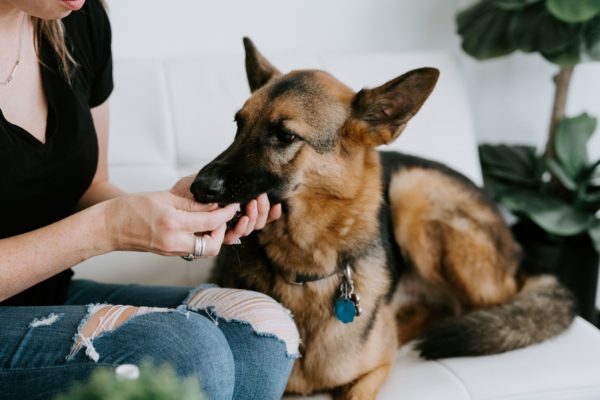 A person petting a dog on the chin.